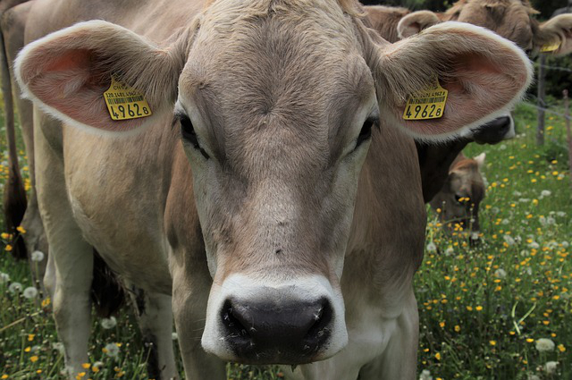 黑龙江哪里养牛多啊最近 黑龙江哈尔滨哪里有养牛场卖西门塔尔牛的