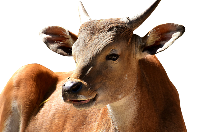 黑龙江最好养牛品种排名，养牛技术黑龙江牛的价格