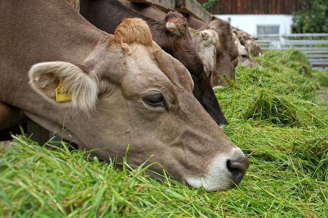 雷山养牛，养牛场取个什么名字了