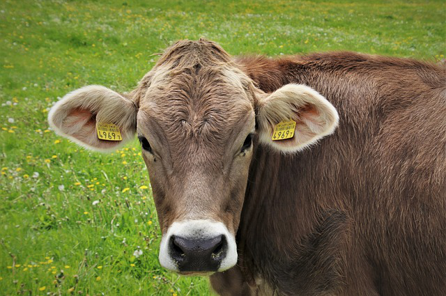草原养牛一天长多少斤正常 内蒙草场限养牛羊数量