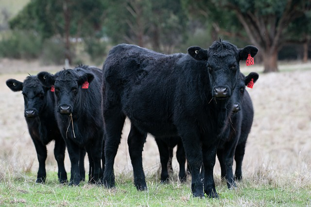 高青养牛厂，黑牛养殖的市场前景