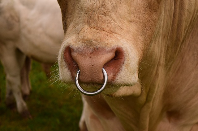黔西养牛基地有几家公司 黔西支援贵阳的肉牛有谁得到了肉？